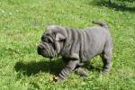 mastiffs pupies fo sale 