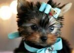 male and female Quality and Blessed Yorkie puppies for...