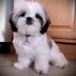 Lovely Shih Tzu Puppy for Re-homing