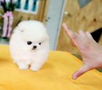 GOOD LOOKING TEA CUP POMERANIAN PUPPIES FOR SALE