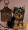 Adorable and Lovely Yorkie puppies for adoption