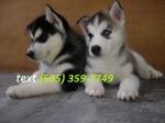  Playful Blu eye Siberian Husky Puppies (505) 359-7749