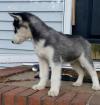 Siberian Husky Puppies for Christmas!