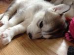 Siberian Husky Pups Avialabble