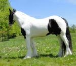 Cute Gypsy Vanner horses for adoption,text(302) 585-5522