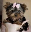 Teacup Yorkie Puppy for Free Adoption