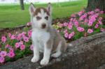 Male and female siberian husky puppies for sale