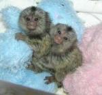 Marmoset Monkeys For Adoption