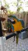   *** 2 BLUE & GOLD MACAW AND A COCKERTOO PARROTS FOR ADOPTION ***