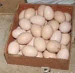 Parrots,Parrotlets,Birds and Fertile candle tested eggs Hello!! We are specialized in hand raising the below mention parrot birds and eggs and many ot