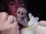  Sweet Baby Face Capuchin Monkeys For Adoption