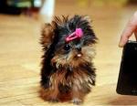 Super Cutest Teacup Yorkie Puppies For Free Adoption