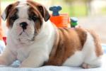 well trained english bulldog pups for adoption text via (781) 739-3887