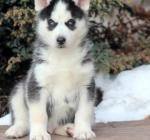 efwqer well trained siberian huskies pups text via well trained siberian huskies pups text via (781) 739-3887