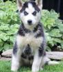 well trained siberian huskies pups text (781) 739-3887