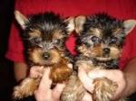 Male and Female Yorkie Puppies text(608) 579-3682