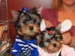 Cute Yorkies babies for adoption text 302-746-2640