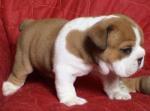 gentle English bulldog puppies (FREE)text  (240) 753-0157