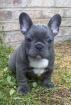 male and female french bull dgs for sale