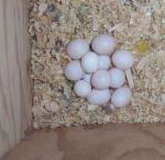  Fresh Laid Guaranteed Fertile Tested Parrot Eggs Available 