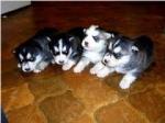 Siberian Huskies for Sale 