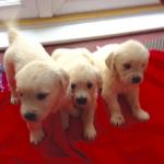 Golden Retriever Puppies Ready To Go