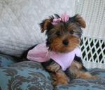 Well Trained Male and Female Yorkie Puppies Available For Adoption