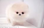 POMERANIANSS PUPPIES Available POMERANIANSS PUREBRED PUPPIES(602) 429-0156