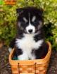  Trained Blue Eyes Siberian Husky Puppies