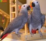  FULL WEANED AFRICAN GREY BABIES FOR SALE