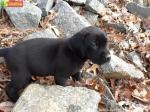  Chocolate Labrador Retriever puppies Ready