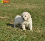  Adorable Golden Retriever Puppies Ready 