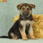  Gorgeous German Shepherd Puppies For Loving Homes