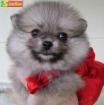  Pomeranian Puppies Ready For Good Homes