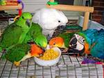  Parrots and fertile parrots Eggs For Sale