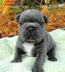  Beautiful AKC BLUE French Bulldog Puppies