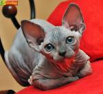 Sphynx Kittens Ready To Go To New  Home