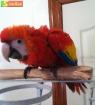  Super Tame & Talking Scarlet Macaw Babies