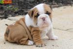  English Bulldog Puppies Excellent Quality