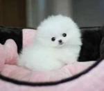 Beautiful White Teacup Pomeranian Puppies