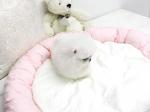   White T-cup Pomeranian Puppies.text.(781) 819 2992 