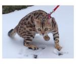 Cute and Lovely Ocelots Kittens for sale