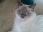 Home Raise Savannah and Ocelots Kittens for sale