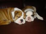 free to good home english bulldog puppies