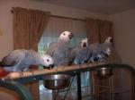 Parrots And Fertile Parrot Eggs For Sale