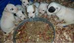 Bully Pups Available for christmass