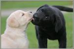 Xmas Labrador puppies