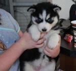 Cute Siberian Husky Pups for Adoption  (919) 867-6371