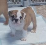 Adorable English bull dog  puppies at (205)419-7469