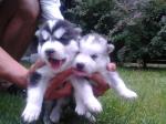 Outstanding Siberian husky puppies 